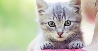 pisica te protejeaza de energiile negative