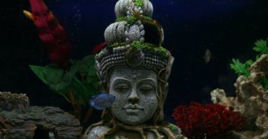 legi spirituale calugar budist